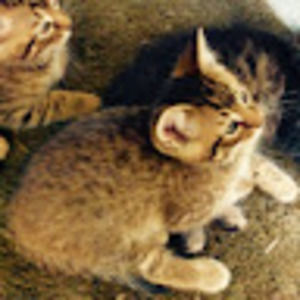 Meet your Posher, Deneve